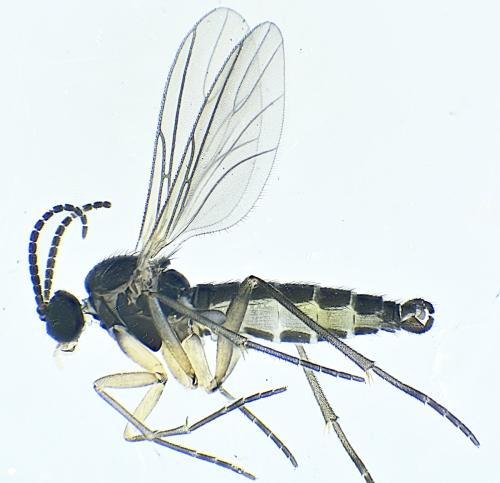 Bradysia sp.